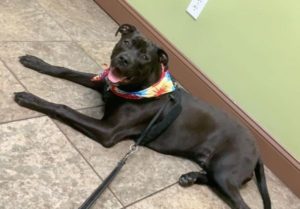 Finding Mack a New Home