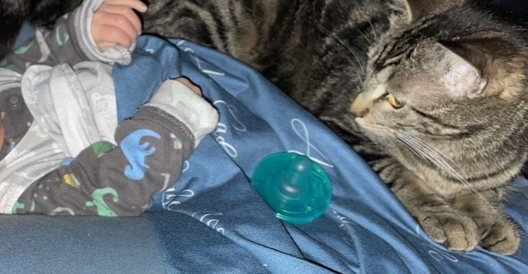 Meowszer
