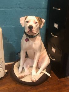Miaya the Perfect Pup