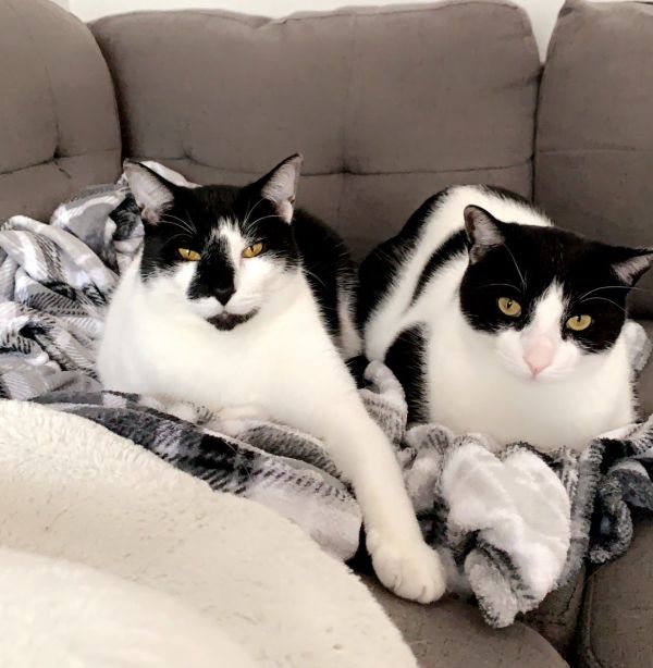 Two adorable brother cats need a new loving home!