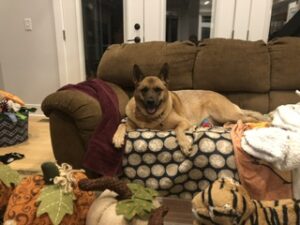Adventure dog- your new best friend!
