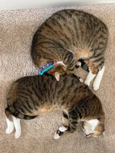 Cute Busybody Brothers