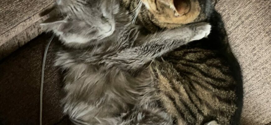 Two EXTREMELY Affectionate kitties want to snuggle!