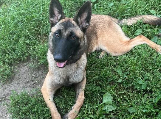 Loving, energetic pup needs good home!