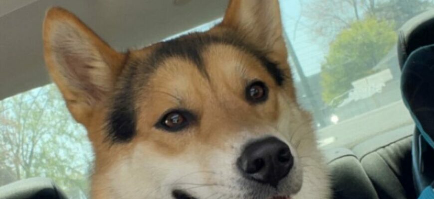 Koda