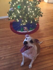 Sweet Pittie Looking for a Snuggle Buddy