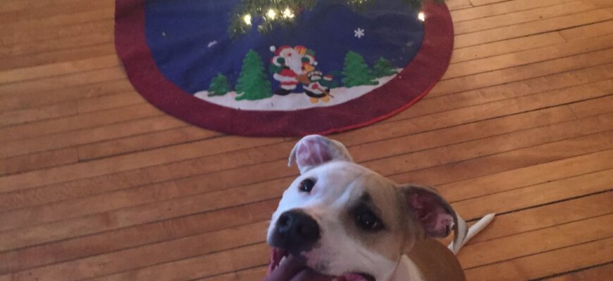 Sweet Pittie Looking for a Snuggle Buddy
