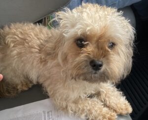 1-year-old yorkie poo in need of a loving family!