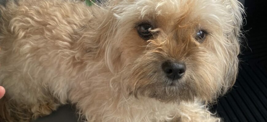 1-year-old yorkie poo in need of a loving family!
