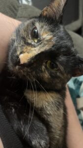 A Loving Cat Named Brownie