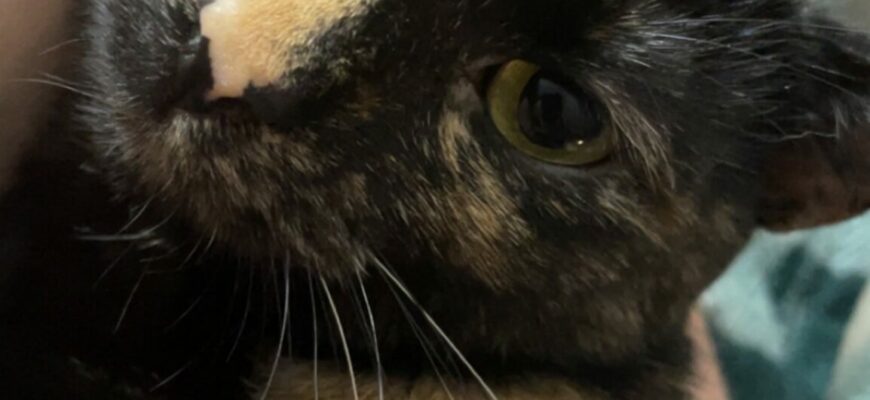 A Loving Cat Named Brownie