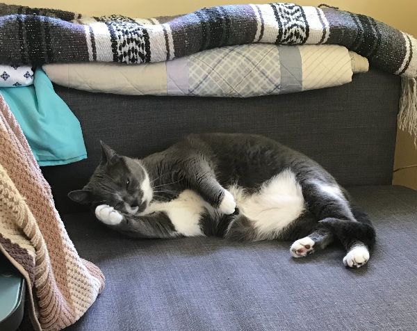 Sweet Velvety 8 y/o Female Cat!