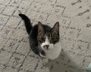 Help my cat find her new furrrever home!