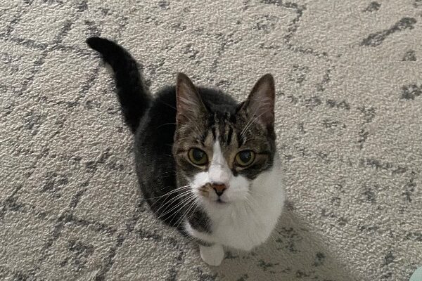 Help my cat find her new furrrever home!
