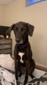 Sweet Boy Looking For Forever Home