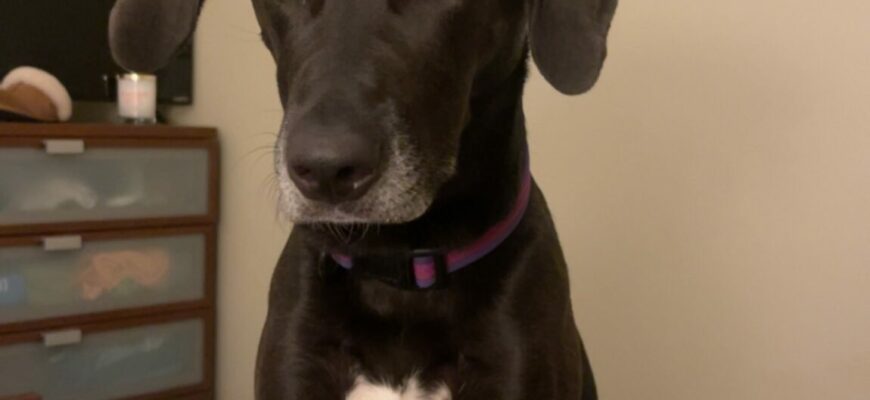 Sweet Boy Looking For Forever Home