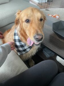 Rehoming a Loving Golden due to Owners’ Newborn