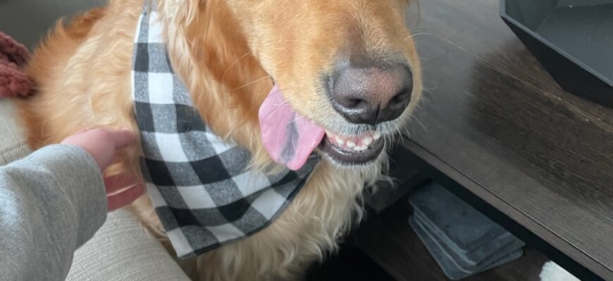 Rehoming a Loving Golden due to Owners’ Newborn