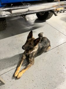 Help provide Ava with the life she deserves!