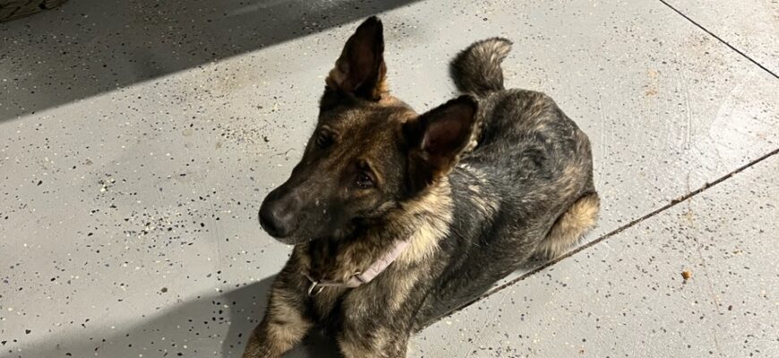 Help provide Ava with the life she deserves!