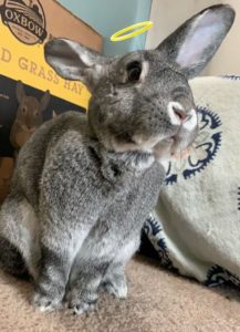 Bunny Needs a Good Home