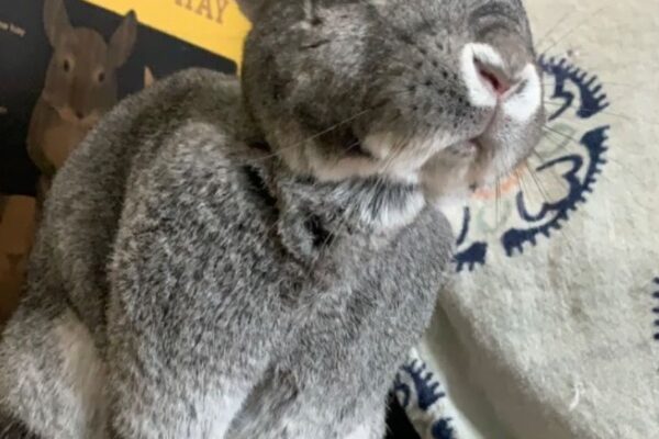 Bunny Needs a Good Home