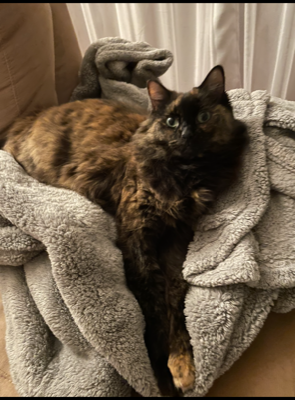 Beautiful Long Haired Tortoiseshell