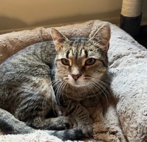 Friendly Gizmo needs to be the only cat!