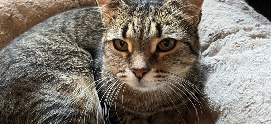 Friendly Gizmo needs to be the only cat!