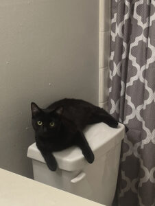 Young Black Cat in Need of Rehoming