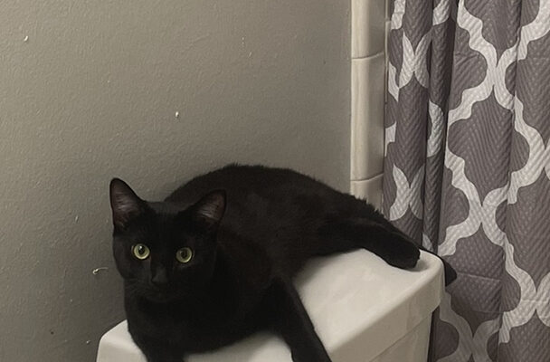 Young Black Cat in Need of Rehoming