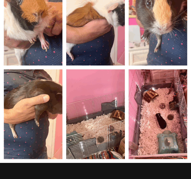 Two happy Guinea pig brothers