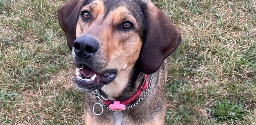 This active girl is looking for an active family!