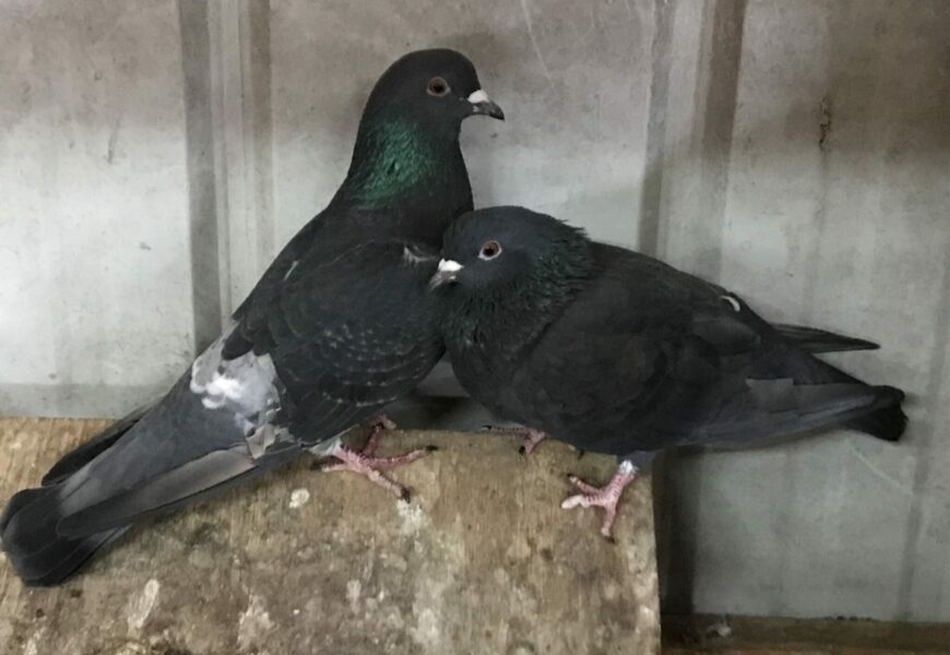 4 pigeons in need of forever homes