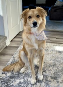 Female Great Pyr Mix Looking For Right Fit