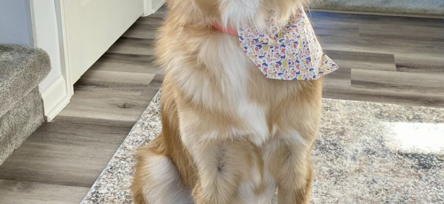 Female Great Pyr Mix Looking For Right Fit