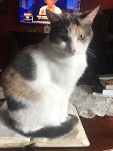 Pia, Dilute Calico