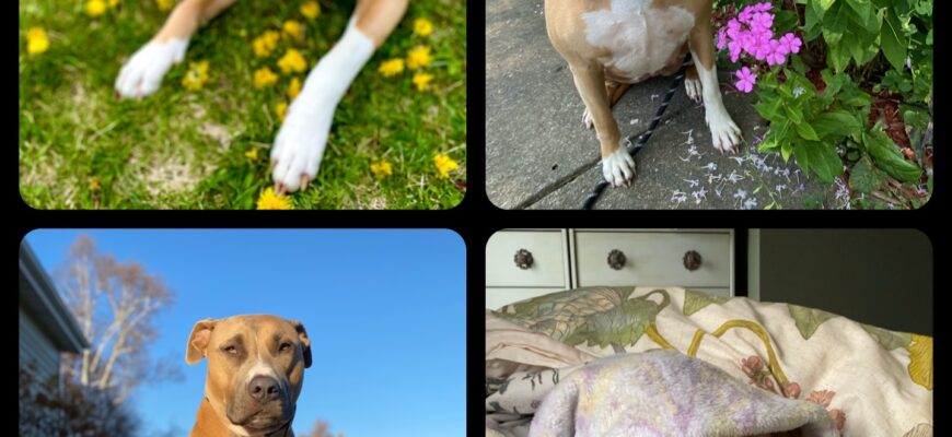 Please Give Stella a Chance