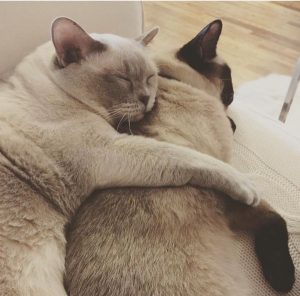 Two People Loving Tonkinese