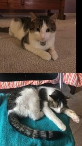 Sweet Nome Needs a Home