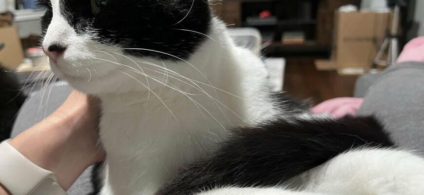4-year-old cat is looking to be rehomed.