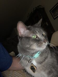 Kind Senior cat looking for another home.