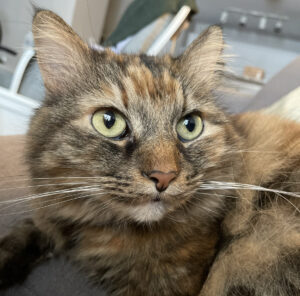 Sweet cat looking for a snuggle buddy!