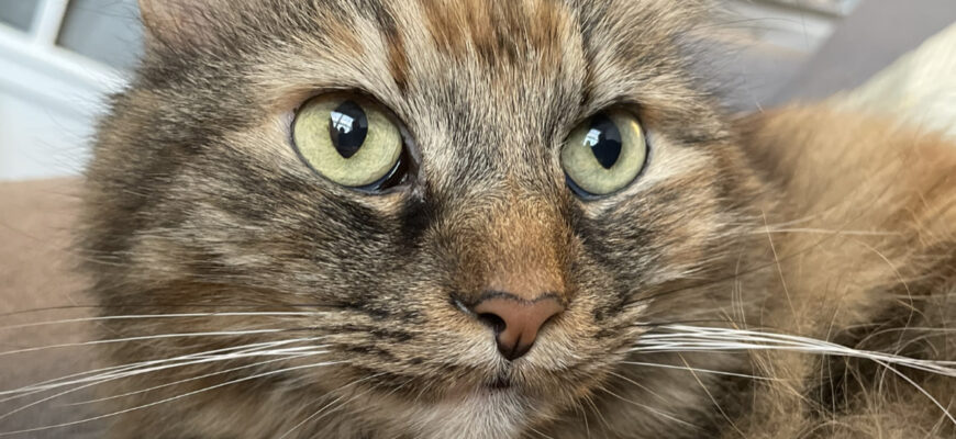 Sweet cat looking for a snuggle buddy!