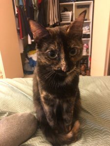 Lovable, Friendly, and Gentle Cat for Rehoming