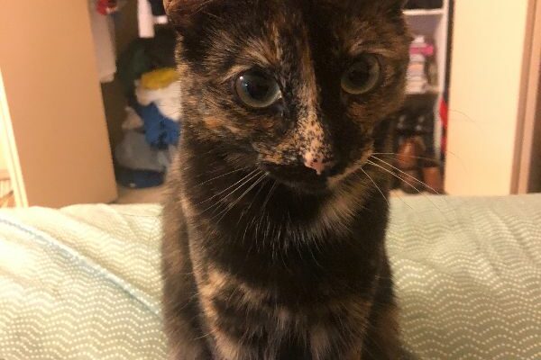 Lovable, Friendly, and Gentle Cat for Rehoming