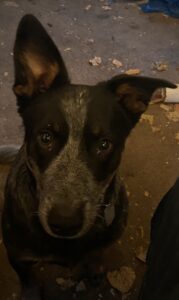 Young, Trained Blue Heeler