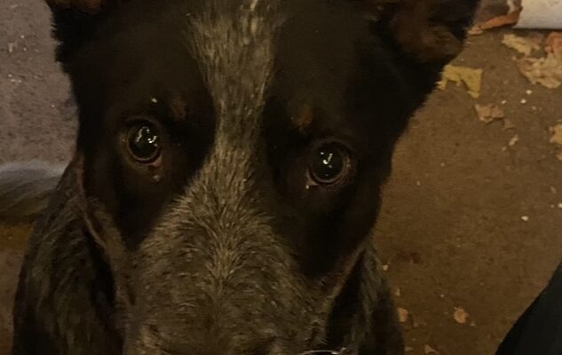 Young, Trained Blue Heeler