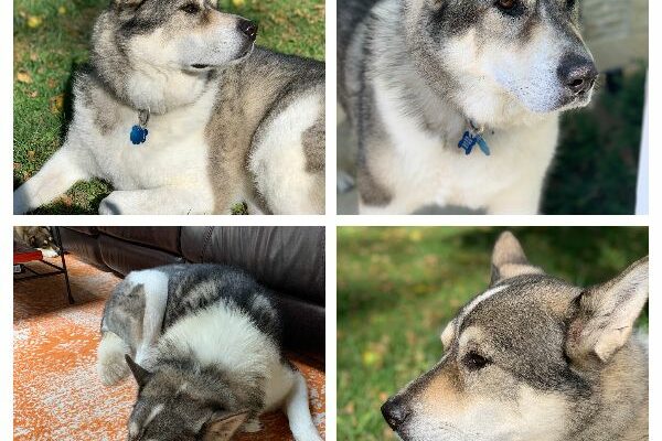 Suka – Sweet, Affectionate Alaskan Husky