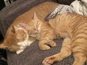 MUST REHOME THIS BONDED PAIR BY 09/29/23